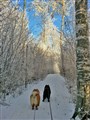 2016-01-21 på promenad i skogen i Björkeberg 7s.jpg
